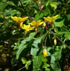 Siskiyou inside-out-flower thumbnail 2