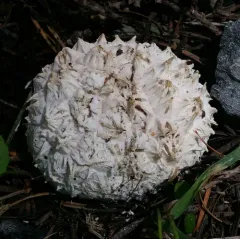 Sculpted Puffball thumbnail 3