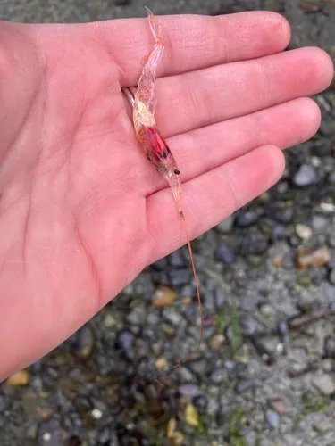 Midwater shrimp