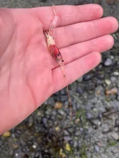 Midwater shrimp thumbnail 1