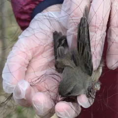 Dark-eyed Junco thumbnail 4