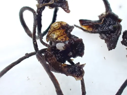 Pycnopeziza sympodialis