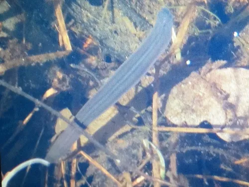 Erpobdella punctata