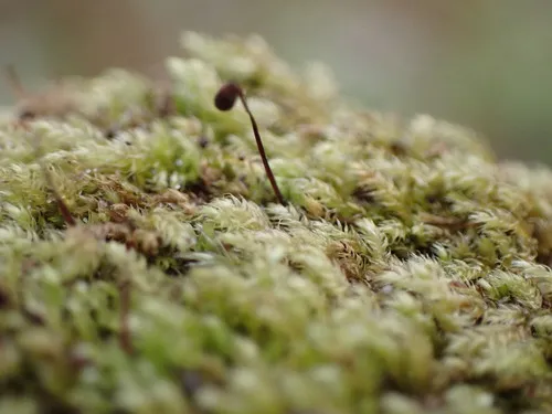 Whipple's claopodium moss