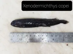 Bluntsnout Slickhead thumbnail 3