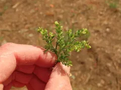 Upright Pepperweed thumbnail 2