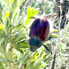 Hairy Bear Scarab Beetle thumbnail 4