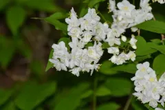 slender deutzia thumbnail 4