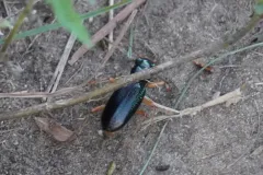 Virginia Metallic Tiger Beetle thumbnail 4