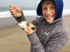 Silver Surfperch thumbnail 2