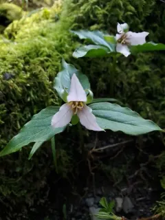 Hibberson's trillium thumbnail 1