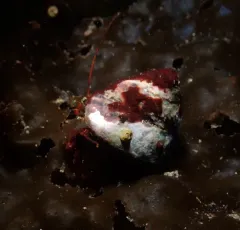 Maroon Hermit Crab thumbnail 2