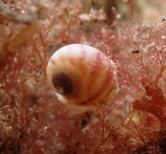Aleutian Moonsnail thumbnail 2