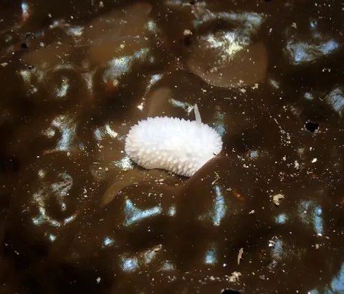 Tuberculate Dorid