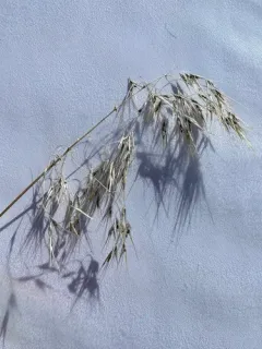 brome smut fungus thumbnail 4