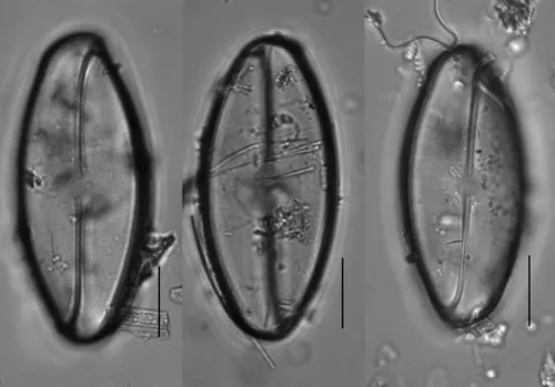 Eucocconeis flexella