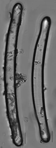 Eunotia monodon