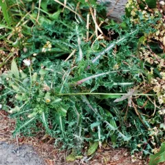 prickly sowthistle thumbnail 2