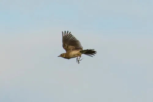 Eurasian Skylark