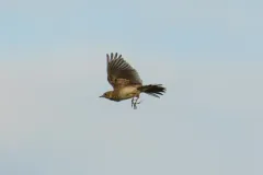 Eurasian Skylark thumbnail 1
