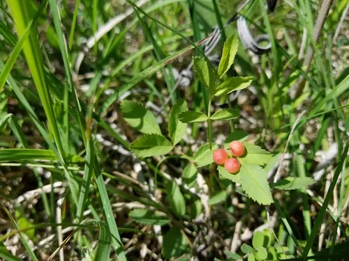 Smooth Pea Gall Wasp