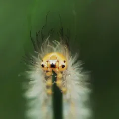 Yellow-collared Scape Moth thumbnail 4