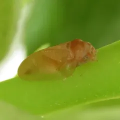 Pacific Madrone Psyllid thumbnail 3