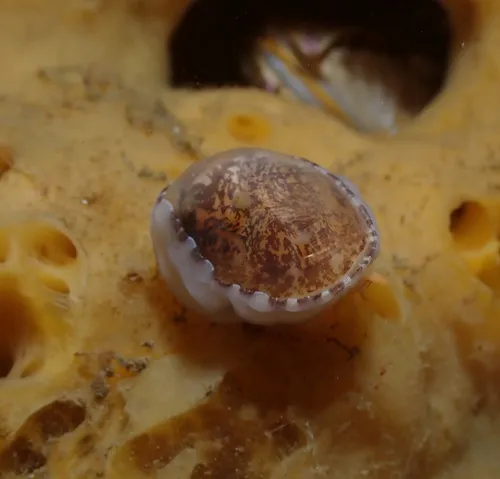 Limneria prolongata