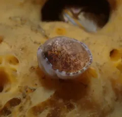Limneria prolongata thumbnail 1