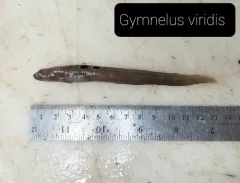 Gymnelus pseudosquamatus thumbnail 2