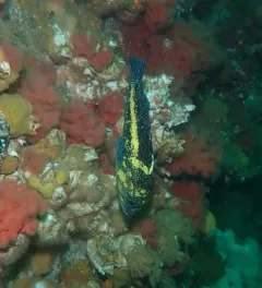 China Rockfish thumbnail 3