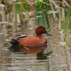 Cinnamon Teal thumbnail 4