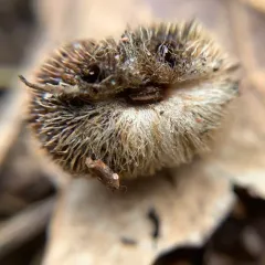 Hedgehog Gall Wasp thumbnail 2