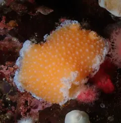 Orange-peel Nudibranch thumbnail 1