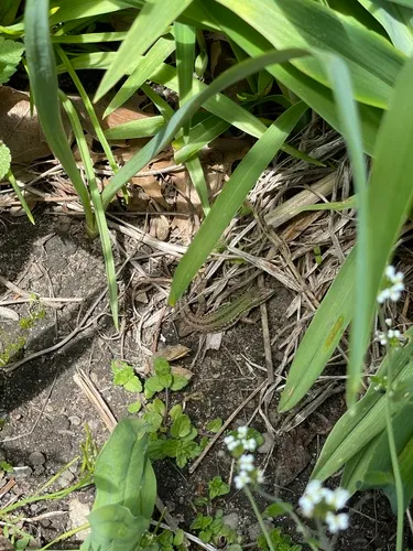 Italian Wall Lizard