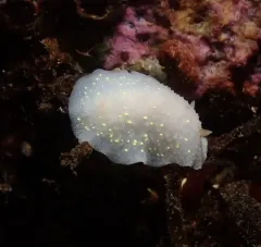 Modest Cadlina thumbnail 2