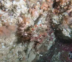 Heart Crab thumbnail 1