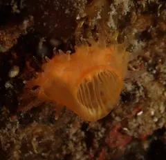Orange Cup Coral thumbnail 3