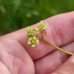 Western Saxifrage thumbnail 2