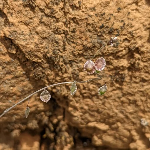 sand fringepod