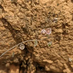 sand fringepod thumbnail 1