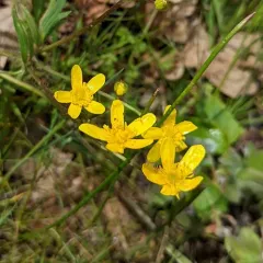 Western Buttercup thumbnail 1