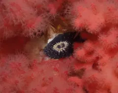 Two-spotted Keyhole Limpet thumbnail 3