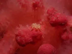 Tanystylum grossifemorum thumbnail 2