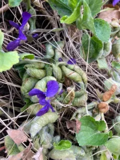 Prodiplosis violicola thumbnail 3