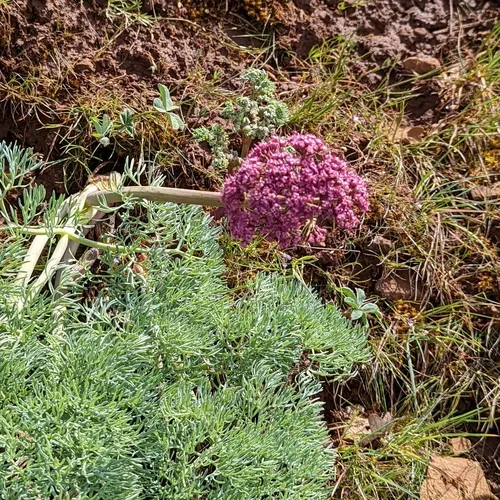 Columbia Desert Parsley