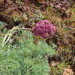 Columbia Desert Parsley thumbnail 1