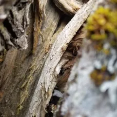 Frosted Glass-whiskers Lichen thumbnail 3