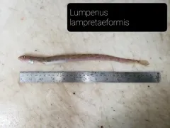 Snakeblenny thumbnail 2