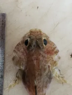 Atlantic Hookear Sculpin thumbnail 2